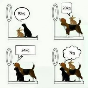 Problème du chien, chat et du lapin