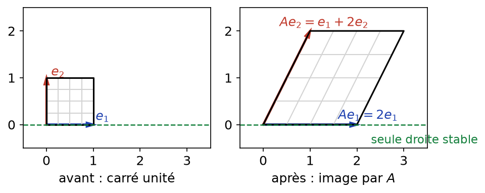 Image du carré unité par la matrice triangulaire A de diagonale 2 : une seule droite stable, l'axe des abscisses