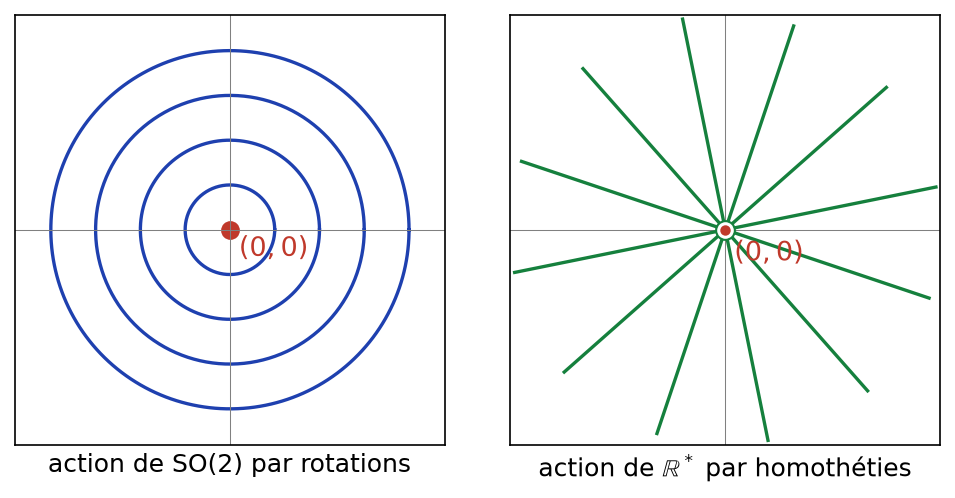 Orbites des rotations du plan, cercles centrés en l'origine, et orbites des homothéties, droites privées de l'origine