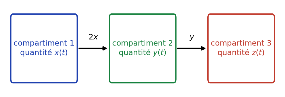 Schéma des trois compartiments et des débits de transfert 2x puis y entre eux